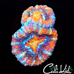 ULTRA RAINBOW ACAN DOUBLE