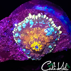 LAVA BOUNCE MUSHROOM
