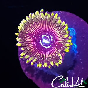 WWC BLACK ORCHID ZOA