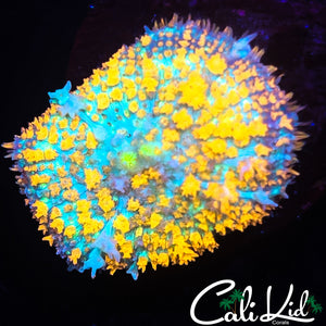 ORANGE KUSH BOUNCE MUSHROOM