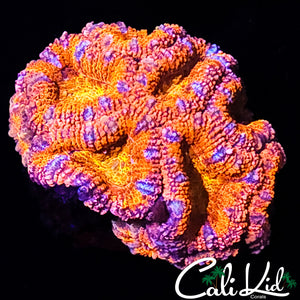 ULTRA ACAN MINI COLONY
