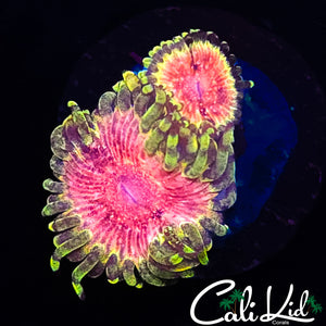 STRAWBERRY WINE PALY DOUBLE