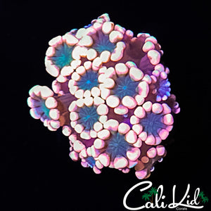 ULTRA BICOLOR ALVEOPORA