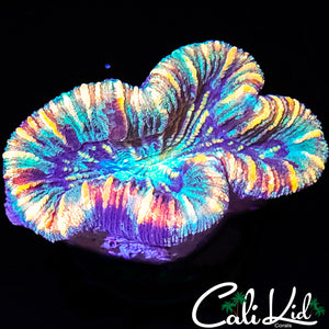 ULTRA RAINBOW TRACHY