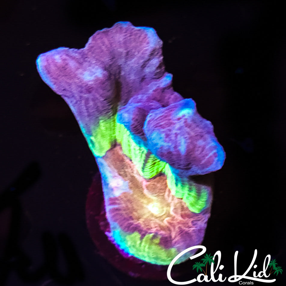 ULTRA RAINBOW PECTINIA FRAG