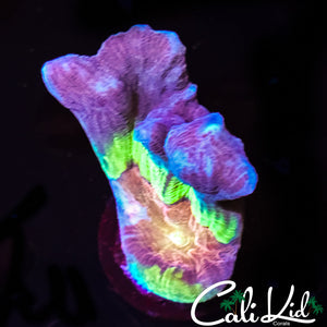 ULTRA RAINBOW PECTINIA FRAG