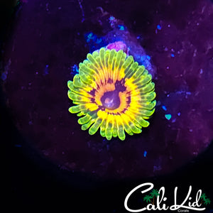 HALLUCINATION ZOA