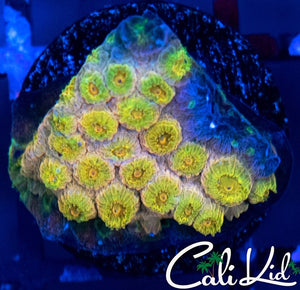 Gold Rush Cyphastrea