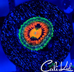 Incinerator Zoa