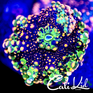 Cali Kid O.G Godzilla Mushroom