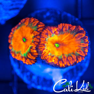 Cali Kid Indo Rainbow Blasto Double