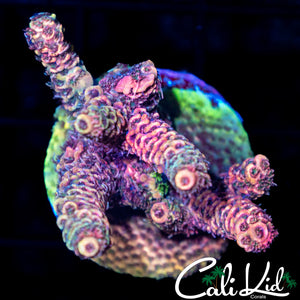 Rainbow Acro Mini Colony