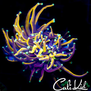Aquacultured Indo Gold Torch