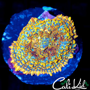 Rainbow Rim Rhodactis