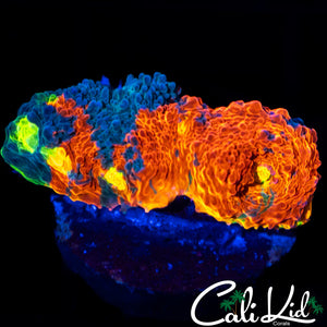 Insane Rainbow Chalice
