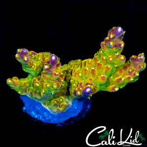 Rainbow Loom