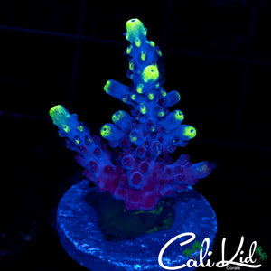 Blue Thunder Acro