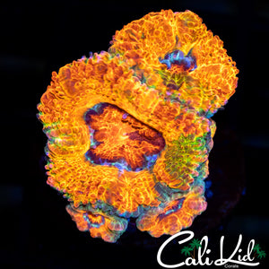 Jawbreaker Type Acan Quad