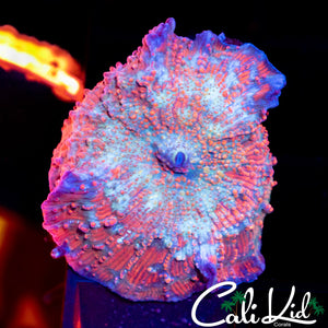 Watermelon Disco Shroom