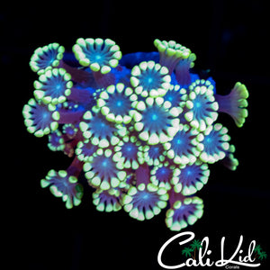 Flower Petal Goni