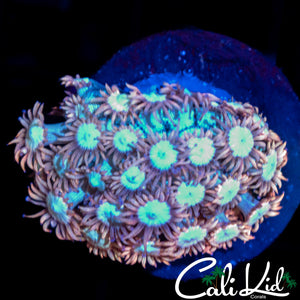 Ultra Pastel Goni