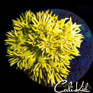 Banana Yellow Goni