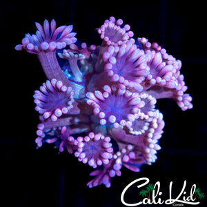 Bi Color Goni