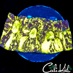 Splatter Goniastrea Frag