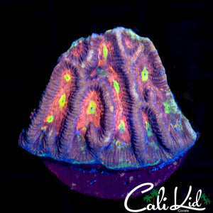Melting Pot Favia
