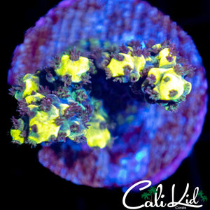 Ultra Red Polyp Acro
