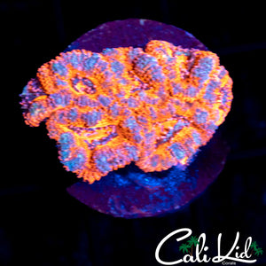 Ultra Acan Mini Colony