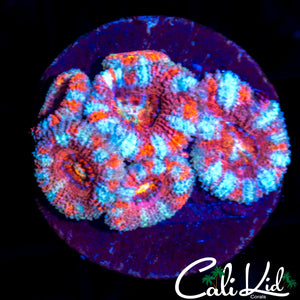 Candy Cane Acan Mini Colony