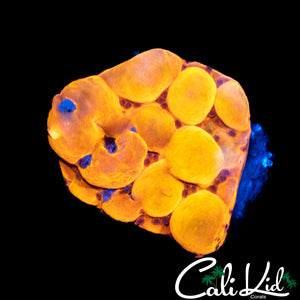 CK Bubonic Monti