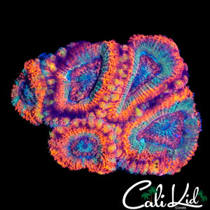 Rare Rainbow Asian Acan