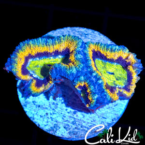 Rasta Type Acan Double