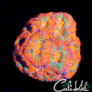 Ultra Acan Mini Colony