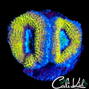 Golden Jewel Acan Double