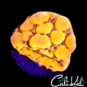 CK Bubonic Monti
