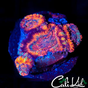 Rare Rainbow Asian Acan Quad