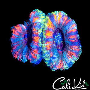 Rare Asian Acan Double
