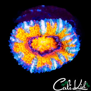 Ultra Rainbow Acan Lord