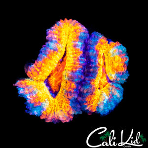 Ultra Rainbow Acan Double