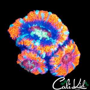 Asian Acan Triple