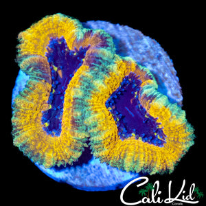 Puple Mouth Acan Double