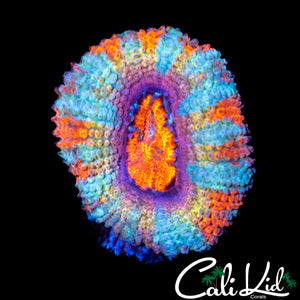 Ultra Rainbow Acan