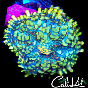 Ultra Rainbow Rhodactis