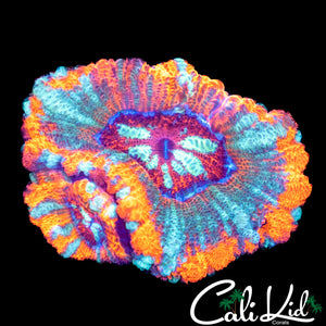 Asian Acan Double