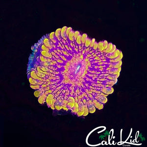 Maul Morph Zoa