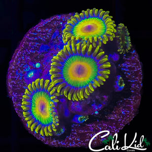 Rasta Zoa Quad