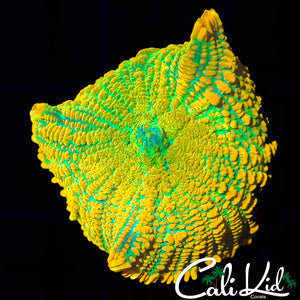 Tequila Sunrise Mushroom